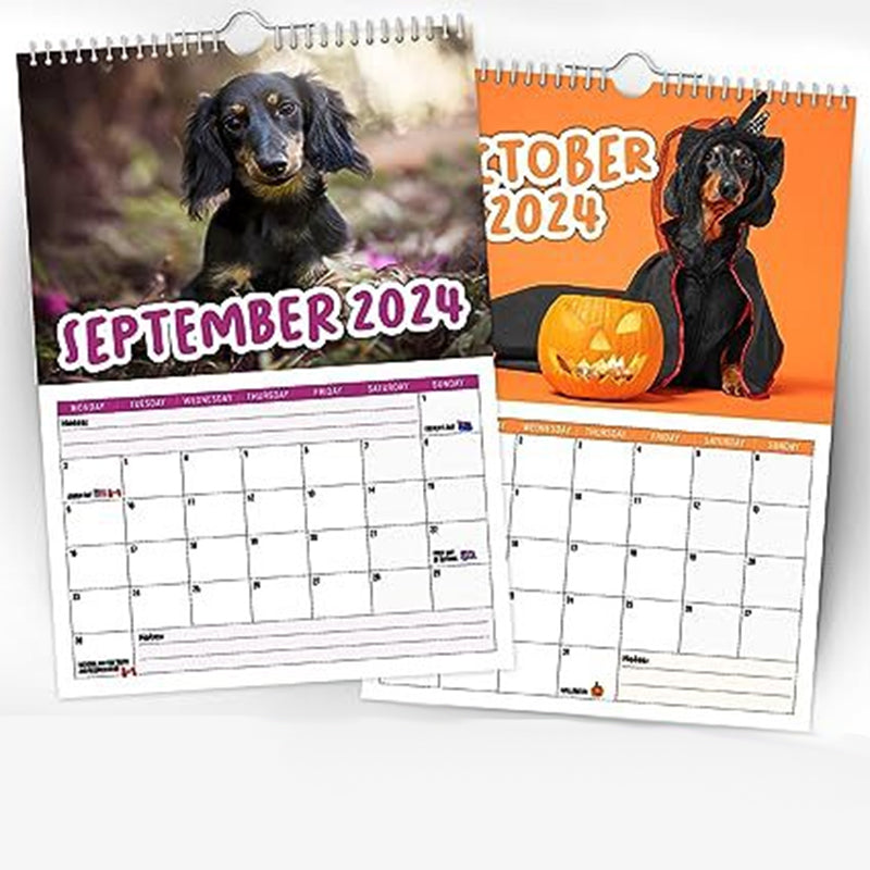 Cheeky Dachshunds - 2024 Väggkalender