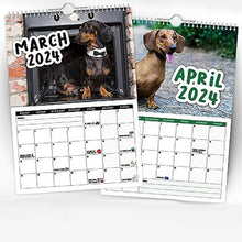 Ladda upp bild till gallerivisning, Cheeky Dachshunds - 2024 Väggkalender
