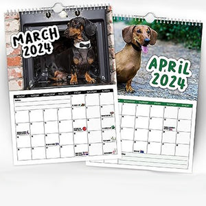 Cheeky Dachshunds - 2024 Väggkalender