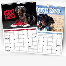 Ladda upp bild till gallerivisning, Cheeky Dachshunds - 2024 Väggkalender
