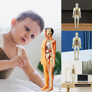 🩻3D mänsklig kropp torso modell för barn anatomi modell skelett